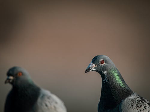 Gratis Foto stok gratis binatang, burung, burung dara Foto Stok
