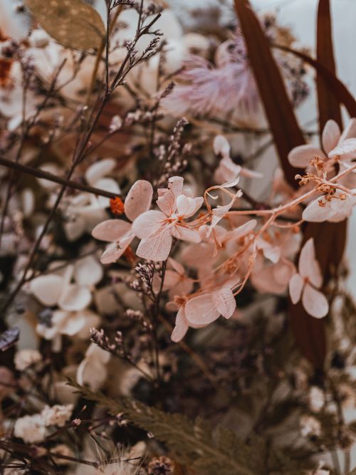 Free A close-up of delicate pink and beige flowers with soft focus, capturing a serene natural bouquet. Stock Photo