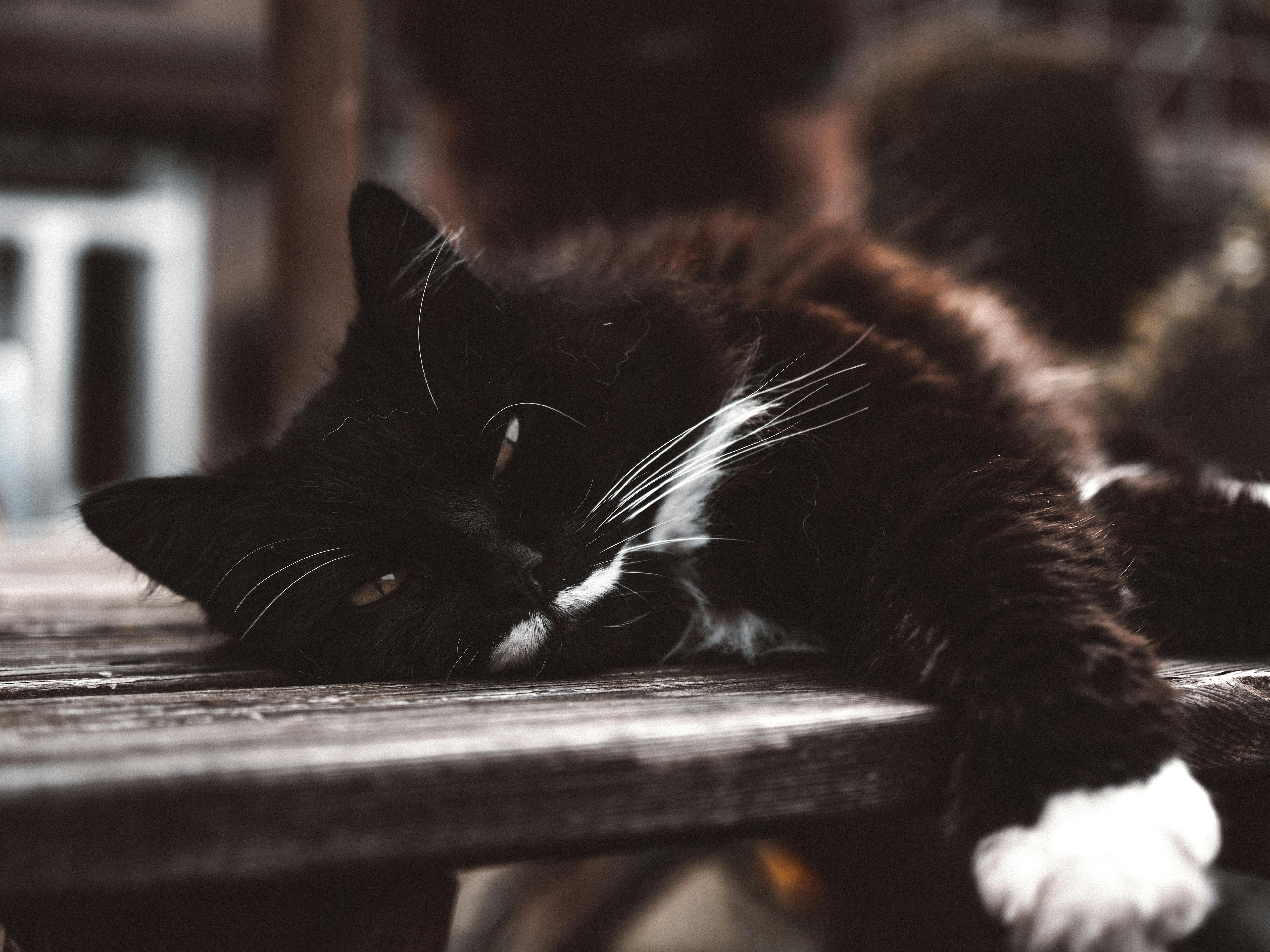 black and white cat sleeping