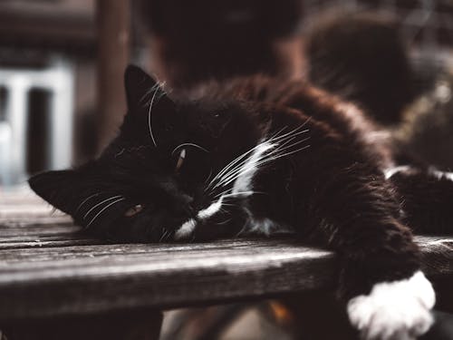 Free Close-up of a Black and White Cat Lying  Stock Photo