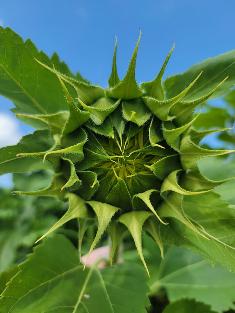 A Blooming Sunflower