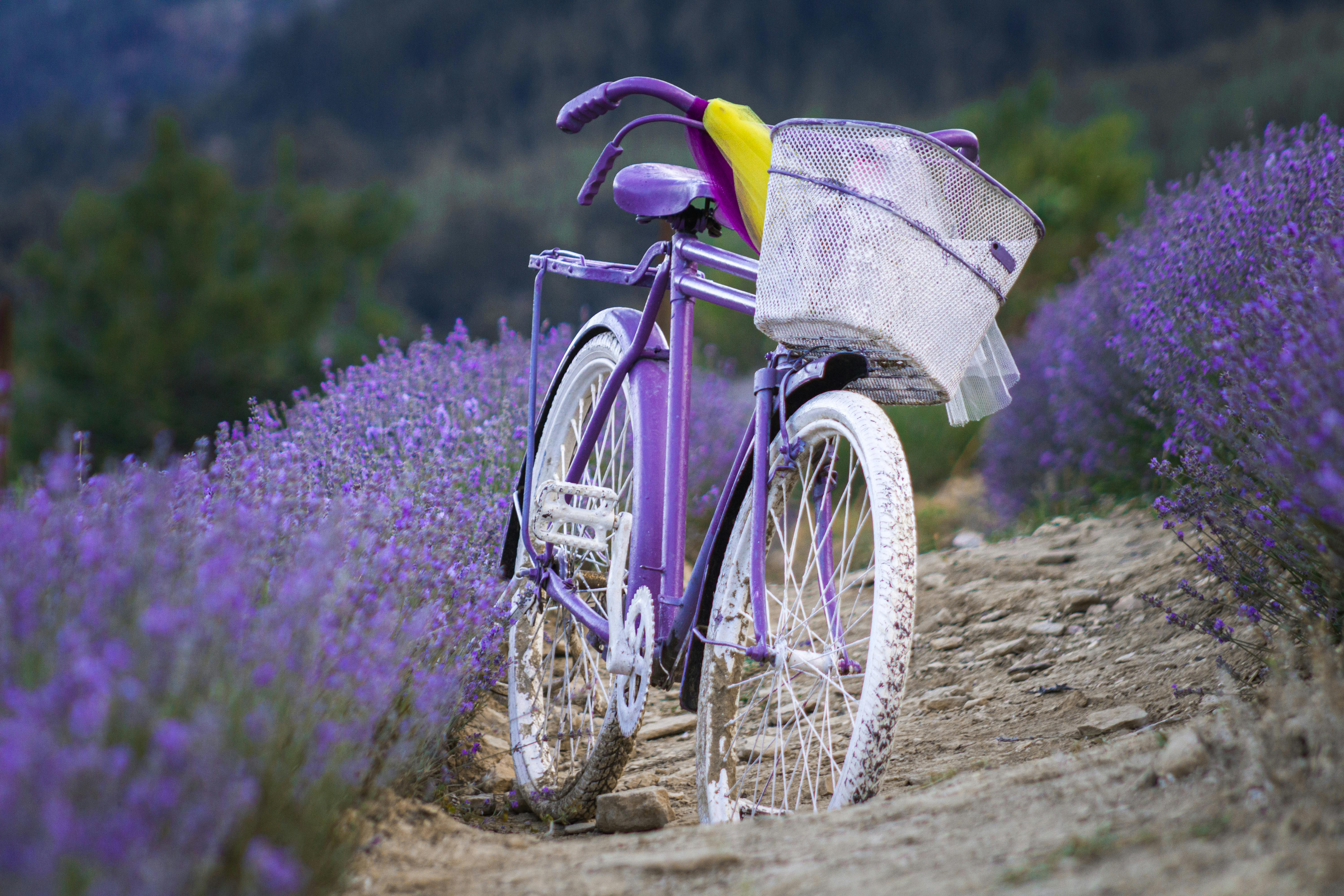 A Bicycle in a Lavender Field · Free Stock Photo