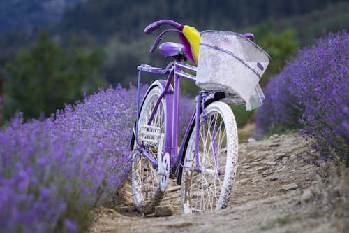 A Bicycle in a Lavender Field