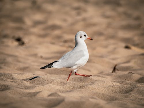Безкоштовне стокове фото на тему «впритул, пісок, птах»