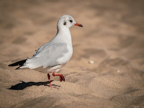 A Seagull Walking in the Sand