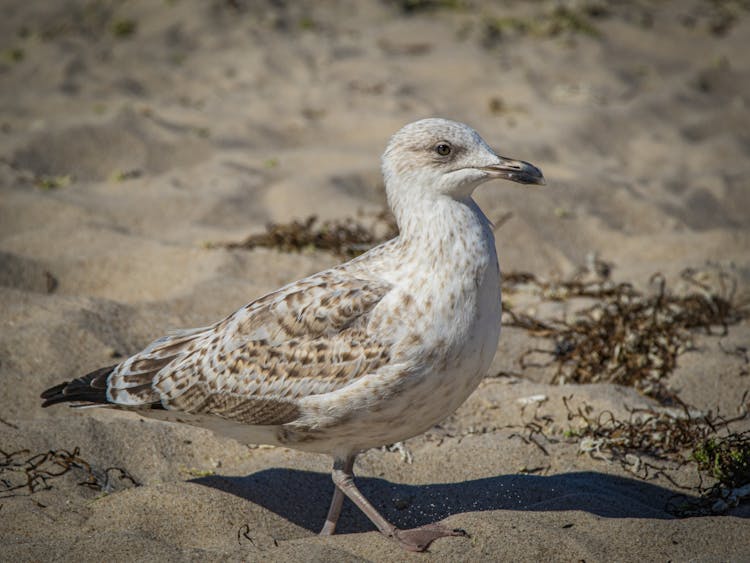 A European Herring Gull Walking In The Sand