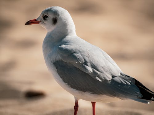 Kostenloses Stock Foto zu möwe, nahansicht, tier