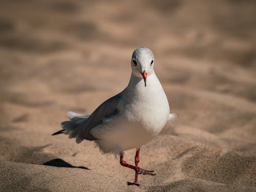 Kostenloses Stock Foto zu möwe, nahansicht, sand