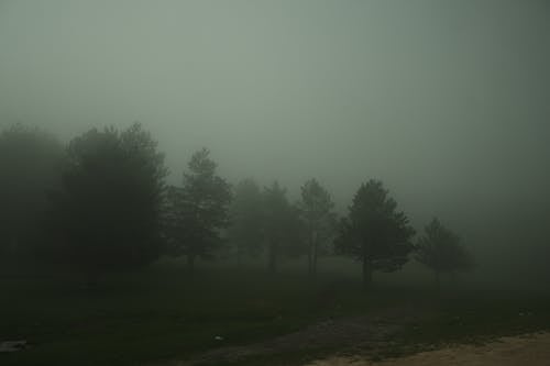 Foggy Weather in the Forest