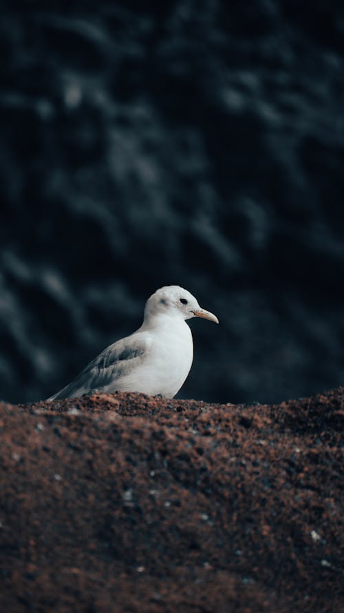 Close-up Shot of a Bird on the Sand