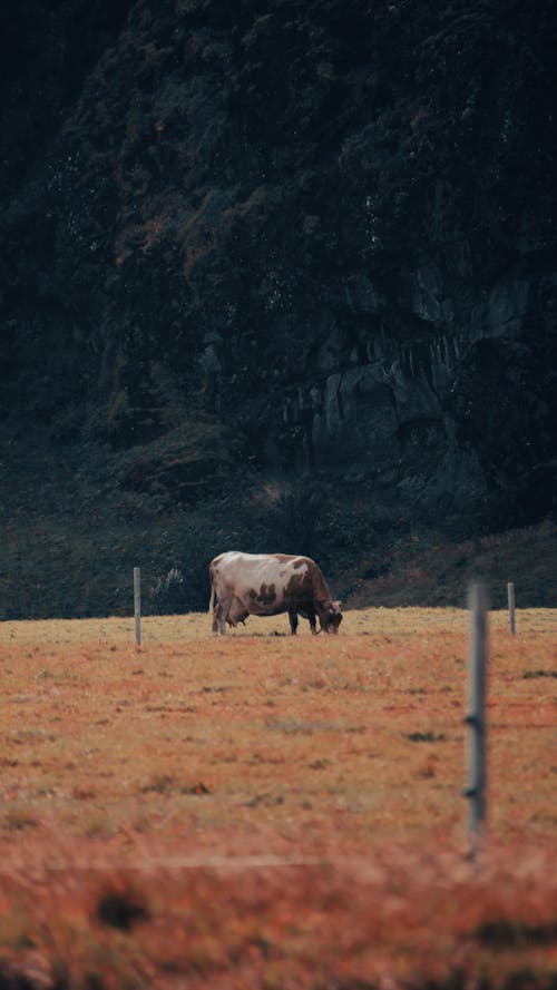 Cow Grazing in Field in Countryside