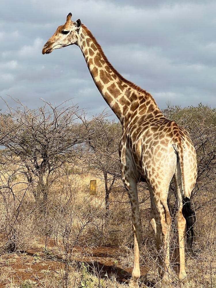 Close-up Of A South African Giraffe