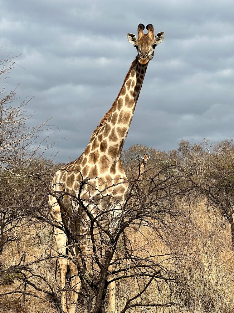 Close-up Of A South African Giraffe