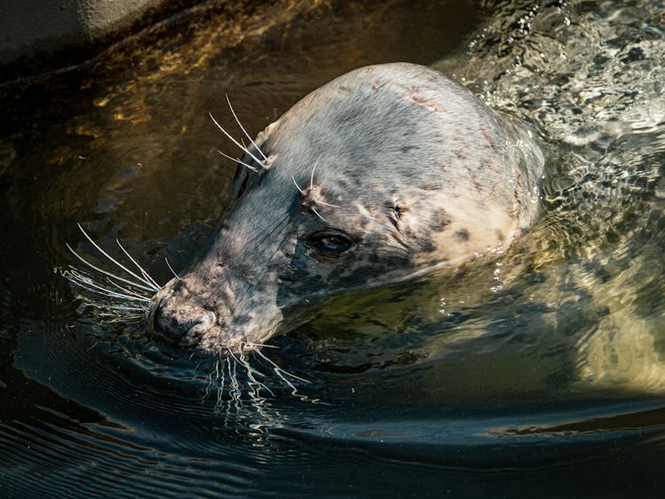 Close-Up Shot Of A Seal 