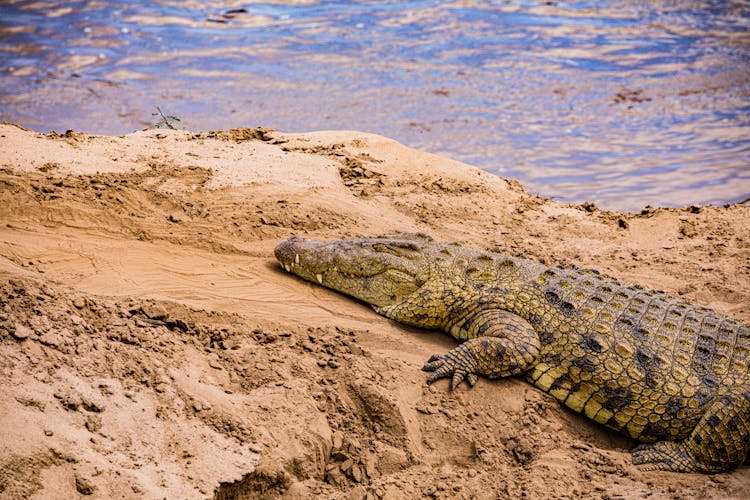 A Nile Crocodile On A Shore