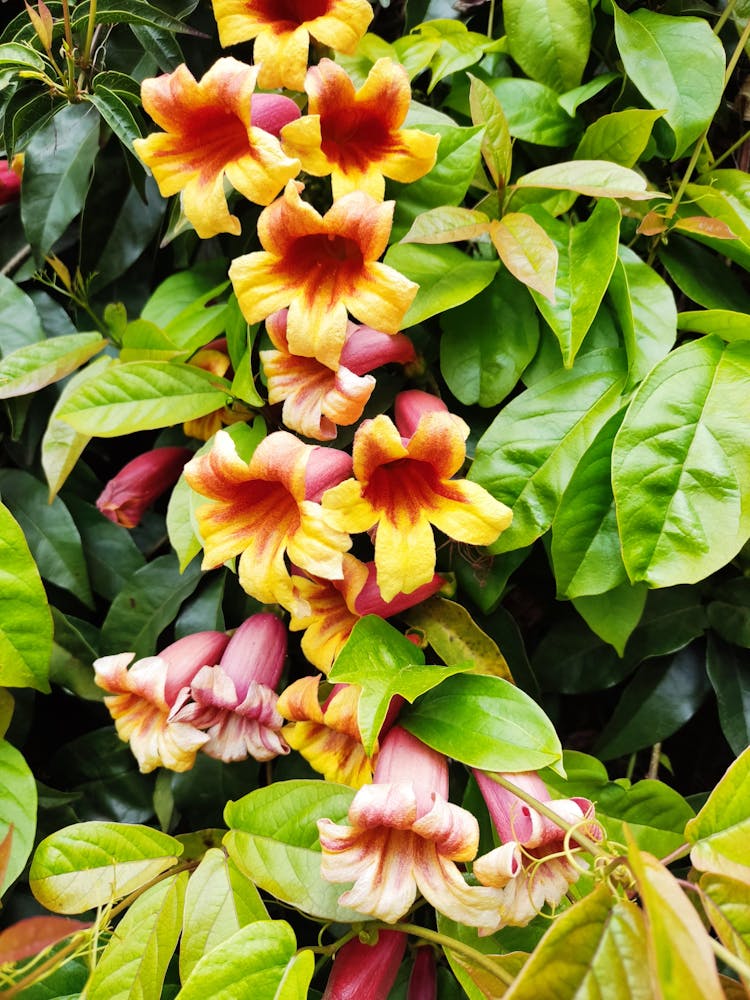 Crossvine Flowers In Bloom 