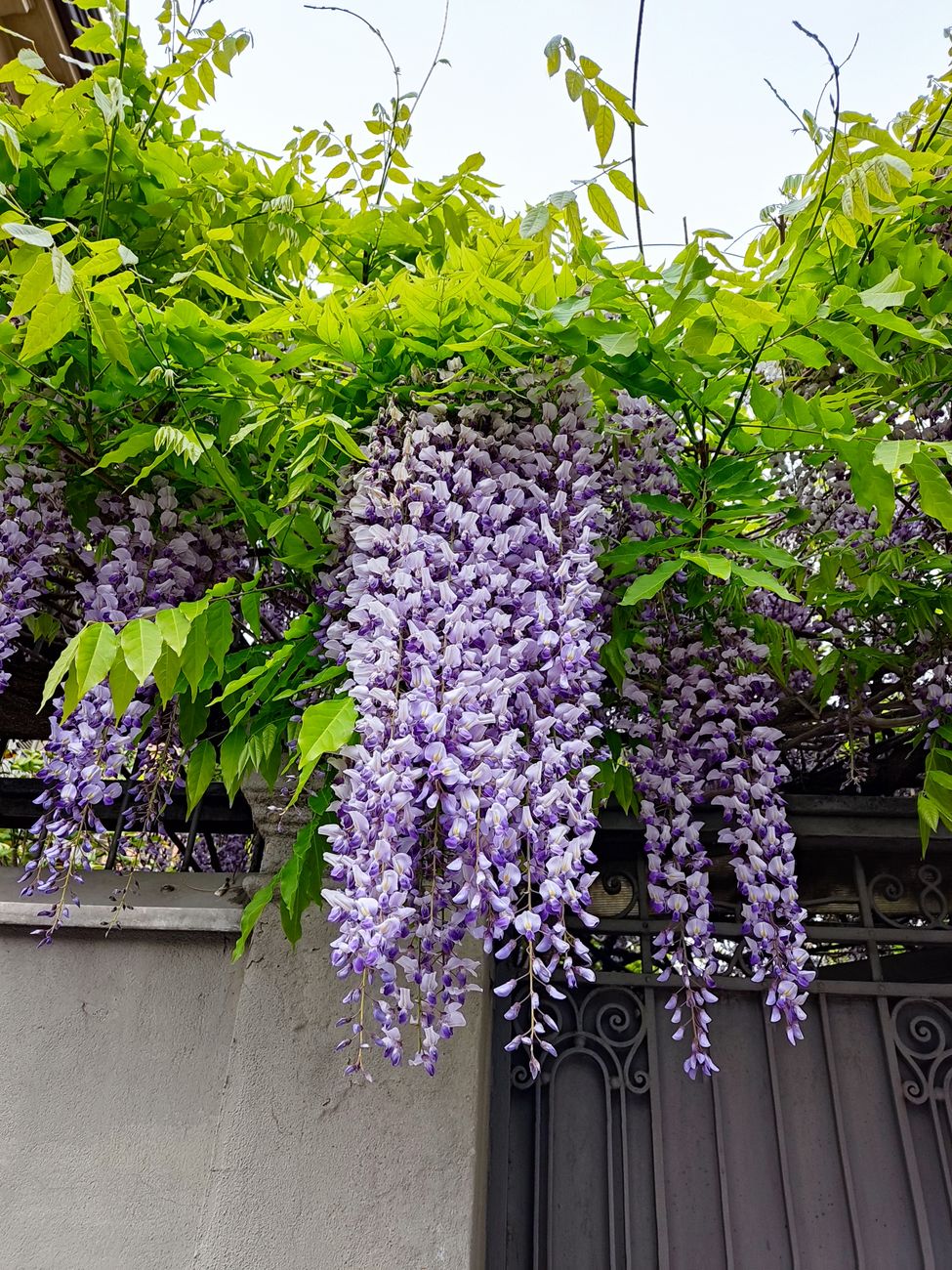 Achieving Rapid, Full Overhead Coverage: Strategic Training and Pruning for Climbing Roses and Wisteria on Arbors and Pergolas