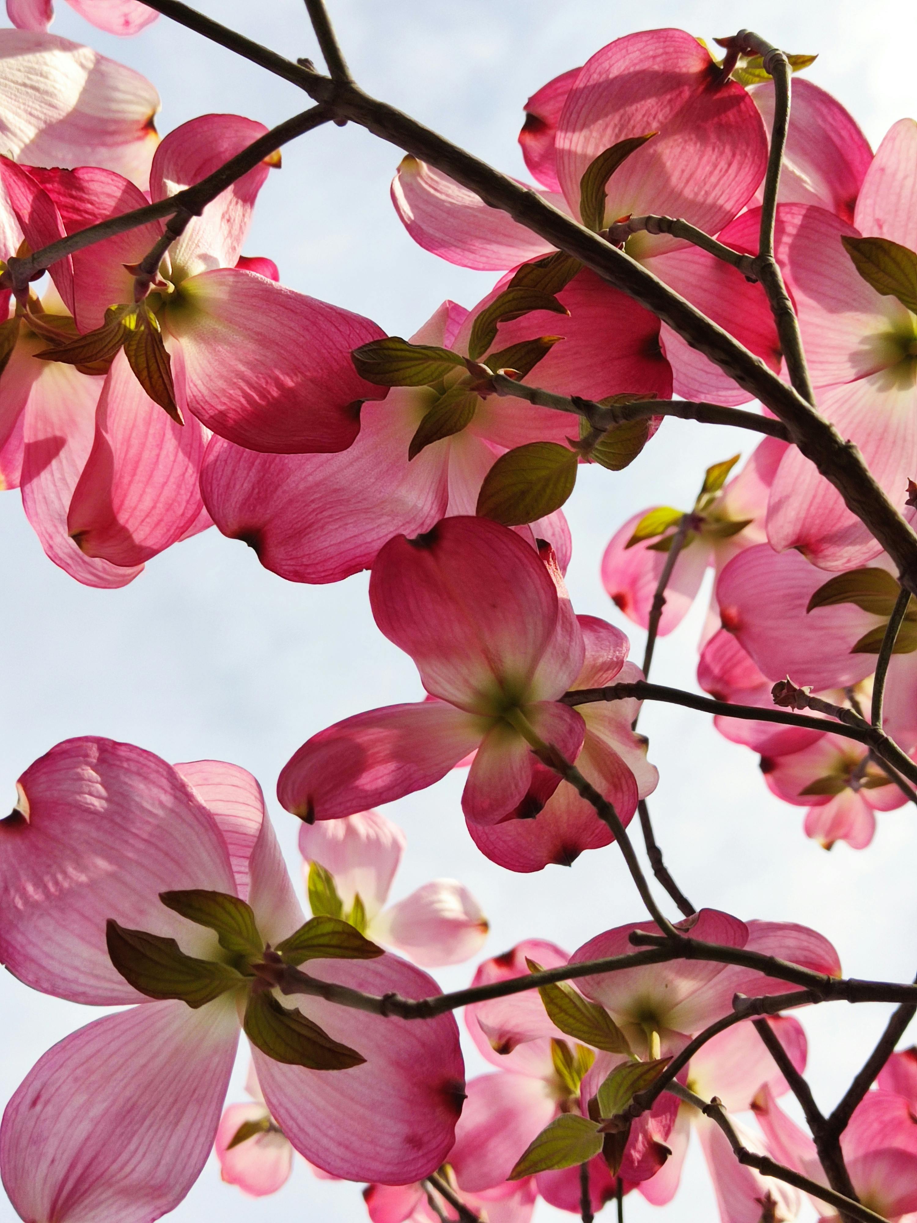 Dogwood White Flower Garden Dogwood Tree HD phone wallpaper  Pxfuel