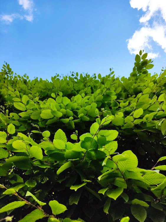 Free Lush Green Leaves under a Blue Sky Stock Photo