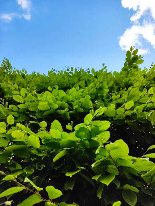 Free Lush Green Leaves under a Blue Sky Stock Photo