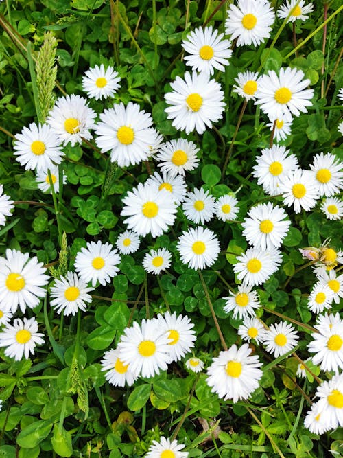 Free Overhead Shot of Daisies Stock Photo