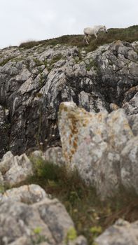 White horse grazing on a rocky cliffside, showcasing natural beauty and freedom in the wilderness.