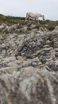 A majestic white horse traverses a rugged rocky landscape, embodying serene nature and adventure.