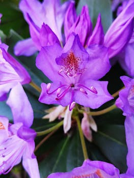 Stunning close-up of purple rhododendron flowers with vibrant petals and rich details.