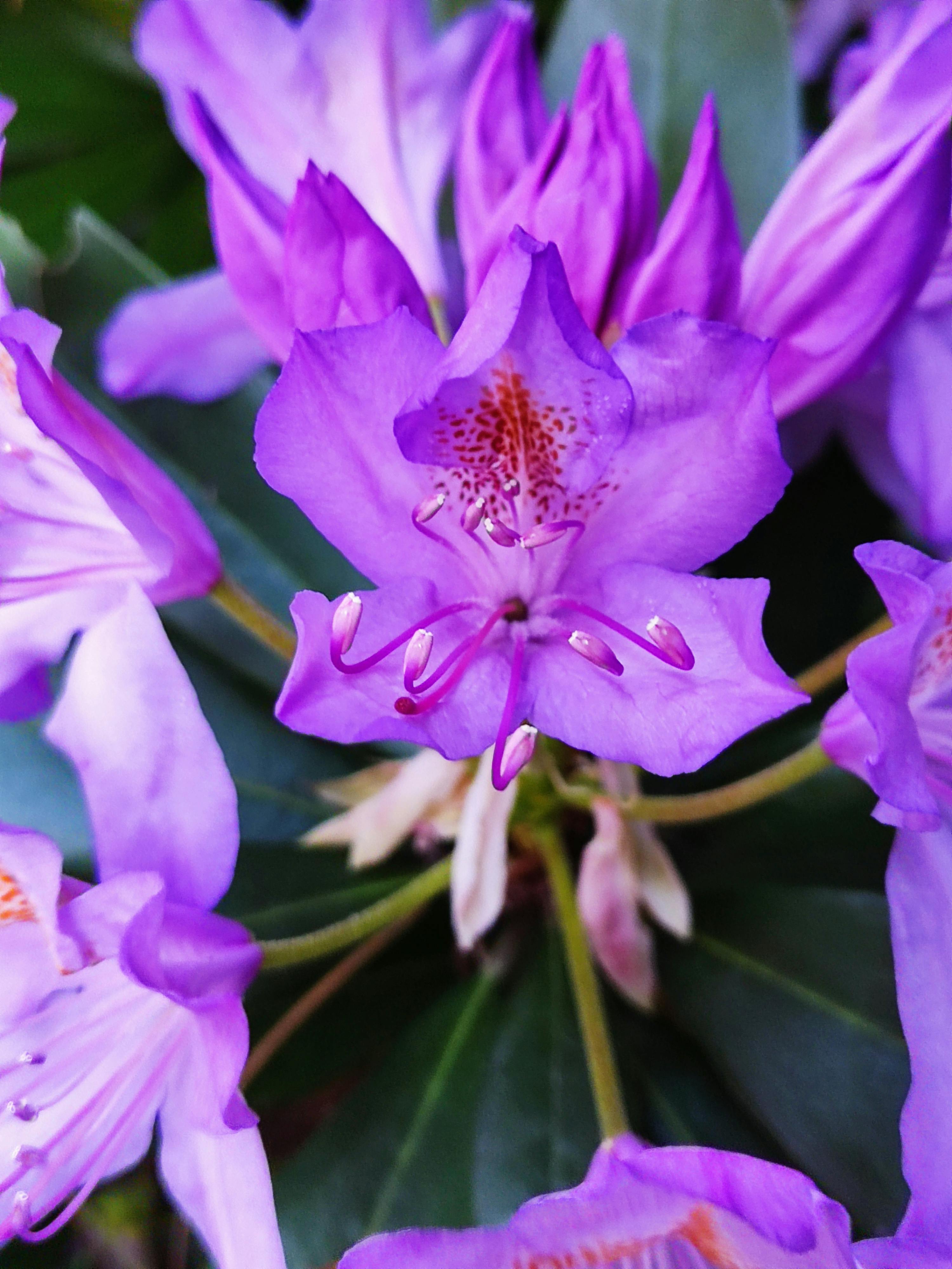 Rhododendron Wallpaper Photos, Download The BEST Free Rhododendron ...