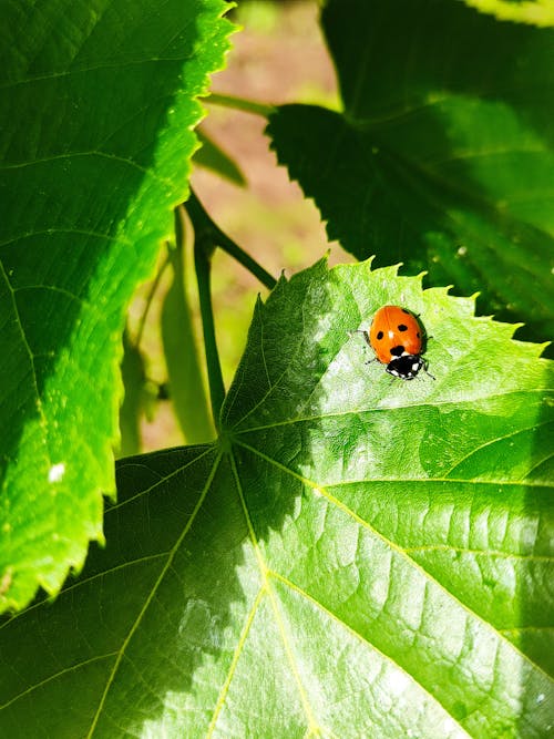 免费 垂直拍摄, 小蟲, 樹葉 的 免费素材图片 素材图片