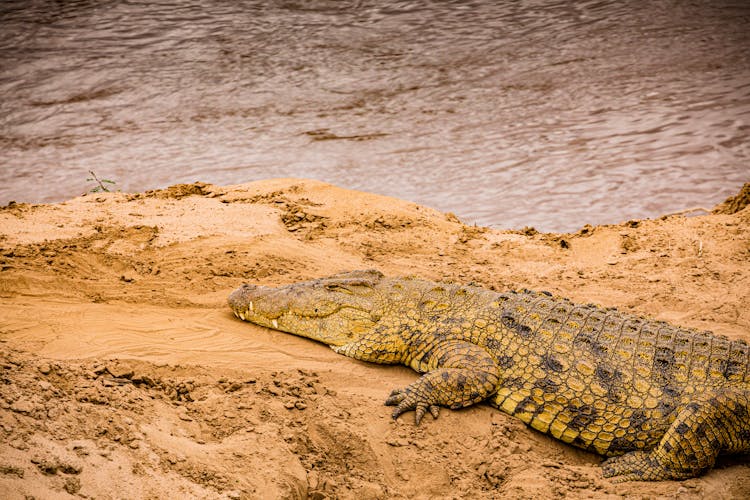 A Nile Crocodile On A Shore