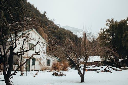 Základová fotografie zdarma na téma colonia suiza, dům, holé stromy