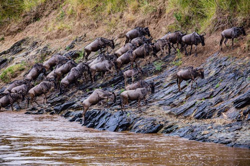 A Confusion of Wildebeest Travelling Together