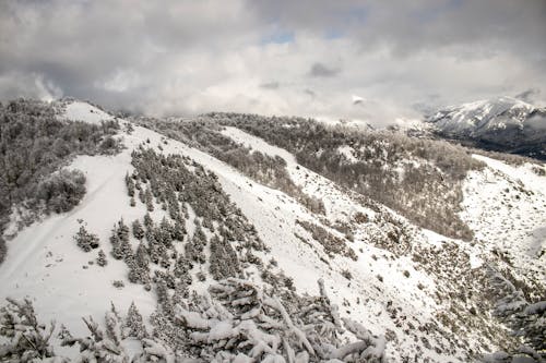 Trees on Snow Covered Mountain