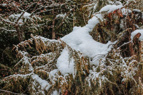 Ice Frost on Tree Branches