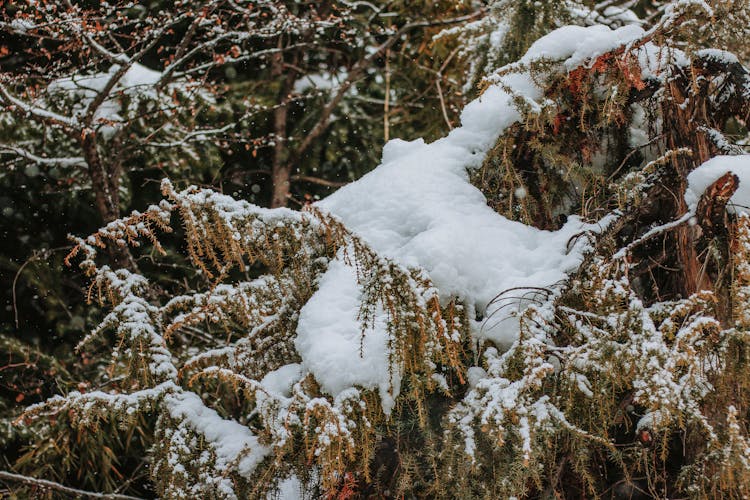 Ice Frost On Tree Branches