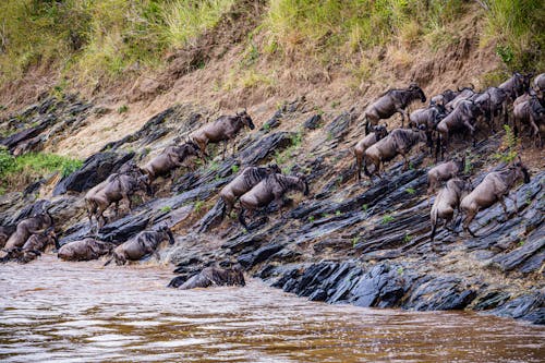 A Confusion of Wildebeest Getting Out of the River
