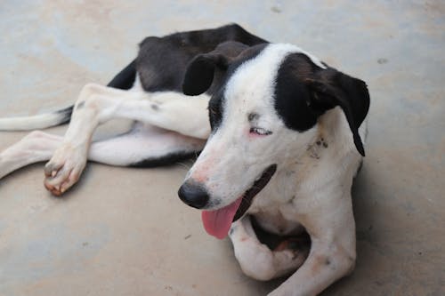 Free Close-Up Shot of a Dog  Stock Photo