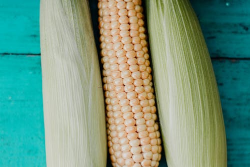 Початок кукурузы на синей поверхности