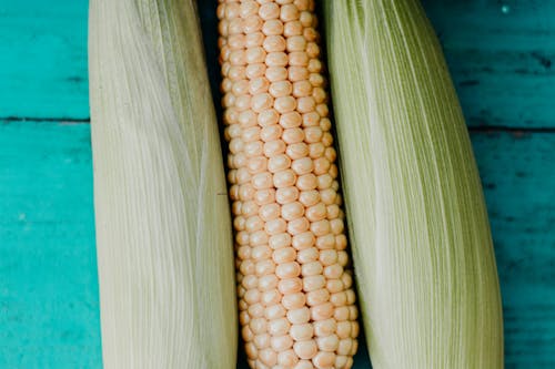 Corn Cob on Blue Surface