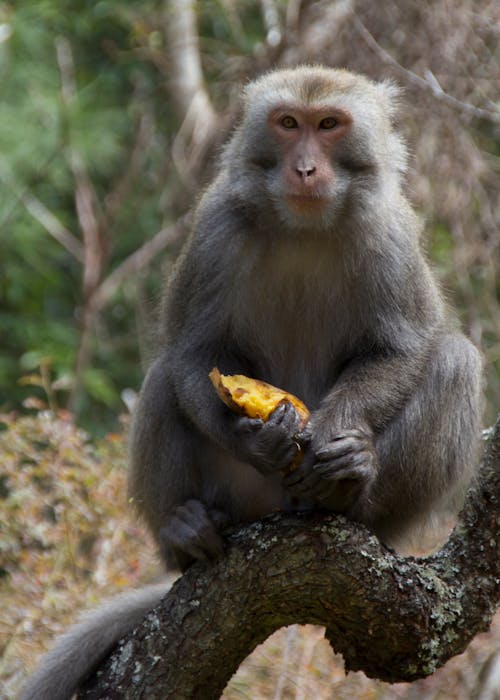 免費 動物, 動物攝影, 台灣岩獼猴 的 免費圖庫相片 圖庫相片