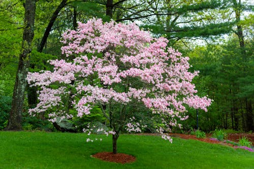 Foto d'estoc gratuïta de arbres, creixement, decoratiu