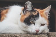 一只三色印花猫的特写肖像，它正安静地休息，展现出宁静的表情