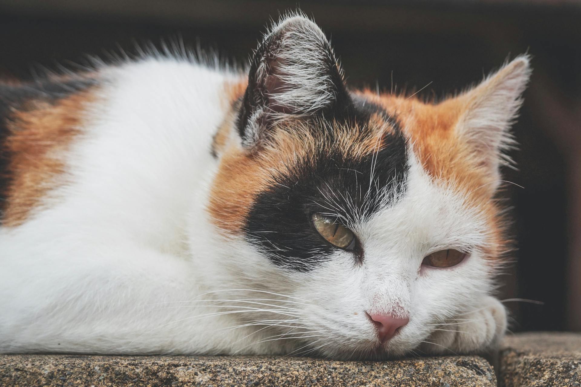 Black, White and Orange Cat Outdoor