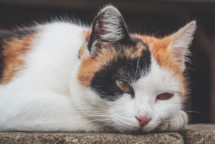Трёхцветная кошка