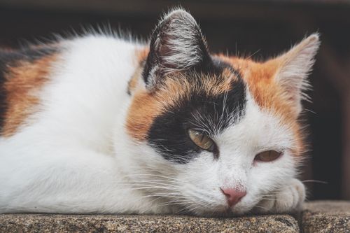 Free A close-up portrait of a calico cat resting, showcasing its tricolor fur and serene expression. Stock Photo