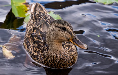 Brown Duck in Close Up Photography