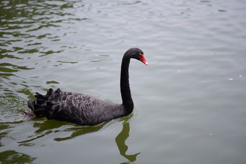 Free A black swan gracefully floats on a calm lake, showcasing beauty and tranquility. Stock Photo