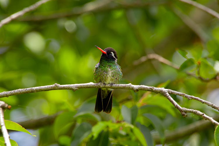 A White Eared Hummingbird Perched On A Branch