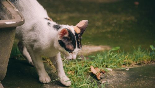 Free A calico cat exploring a garden, surrounded by green grass and foliage, creating a natural setting. Stock Photo